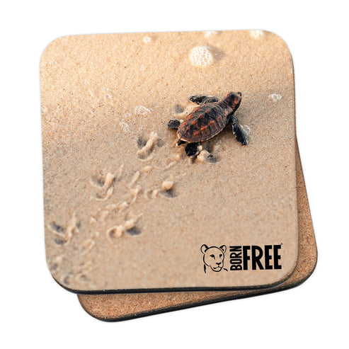 Born Free Baby Turtle Coaster