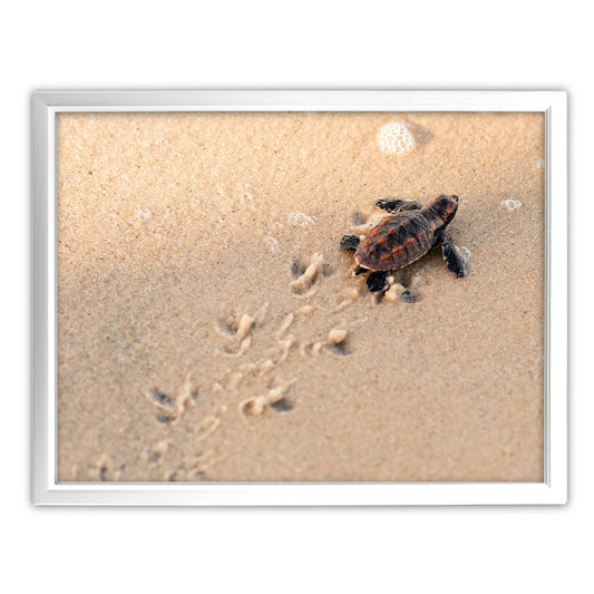 New Beginnings Baby Turtle Art Print