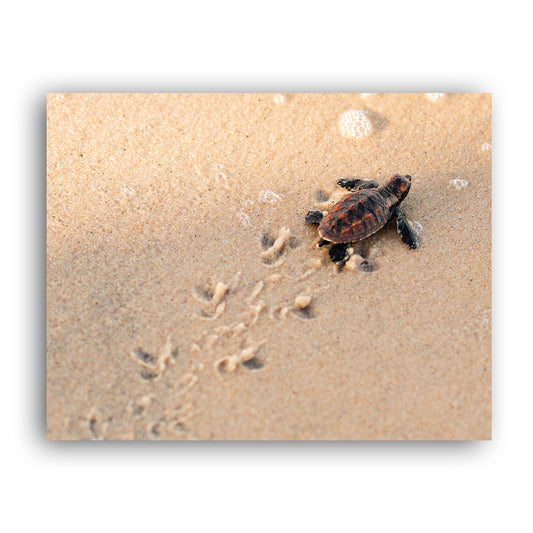 New Beginnings Baby Turtle Art Print