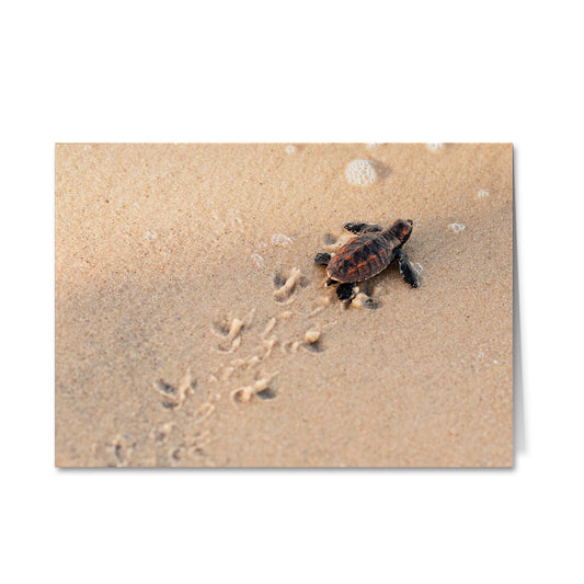 Born Free Baby Turtle Greeting Cards - Pack of 6