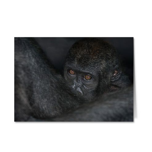 Born Free Ape Greeting Cards - Pack of 6