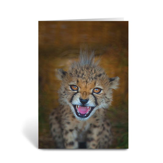 Born Free Cheetah Cub Greeting Cards - Pack of 6