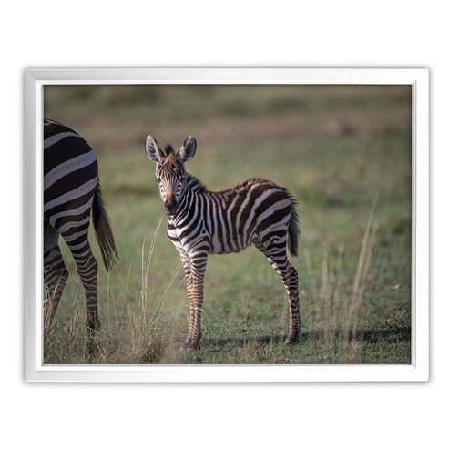 New Beginnings Zebra Foal Art Print