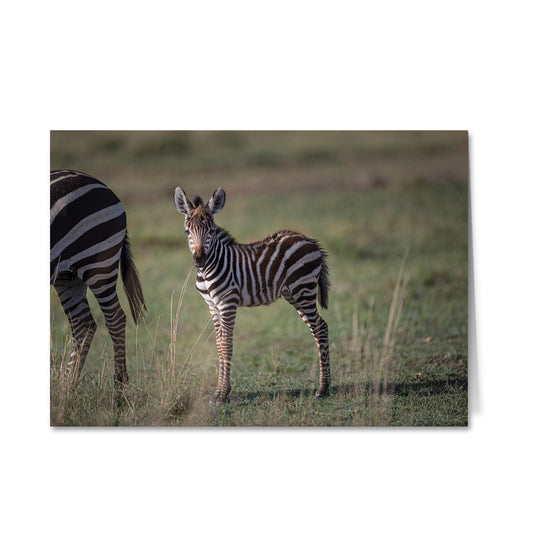 Born Free Zebra Foal Greeting Cards - Pack of 6