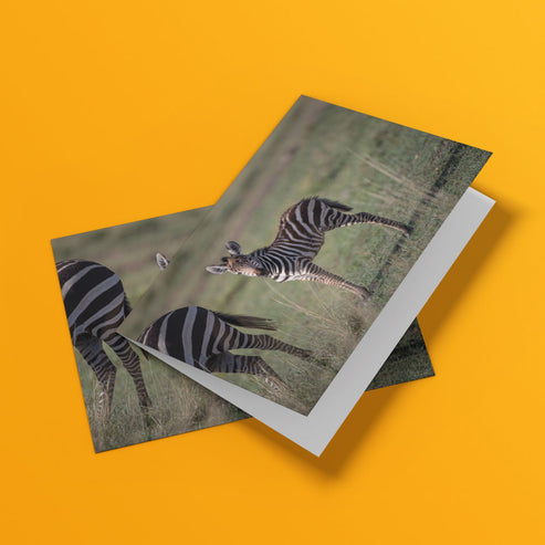 Born Free Zebra Foal Greeting Cards - Pack of 6