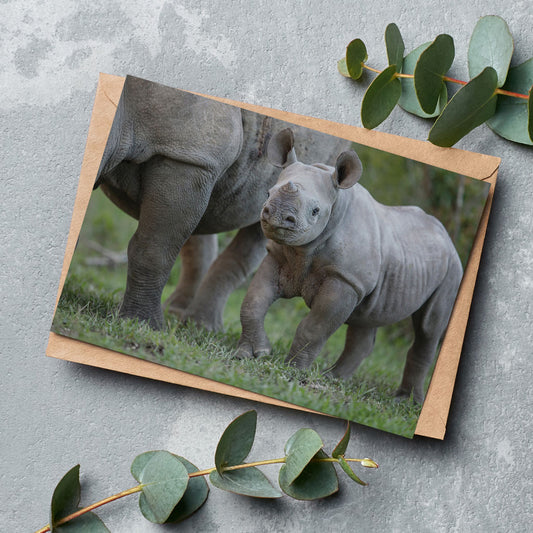 Born Free Rhino Calf Greeting Cards - Pack of 6