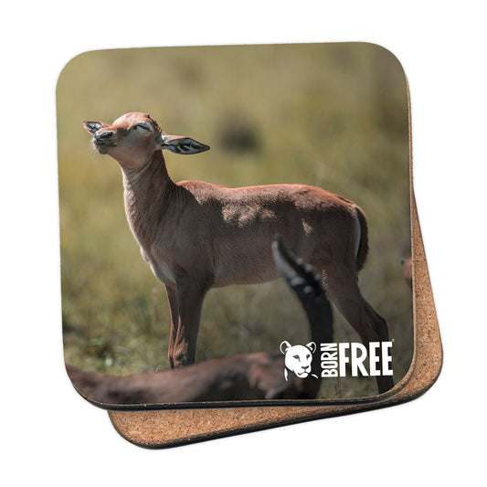 Born Free Impala Calf Coaster