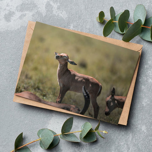 Born Free Impala Calf Greeting Cards - Pack of 6