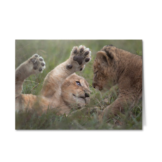 Born Free Lion Cubs Greeting Cards - Pack of 6