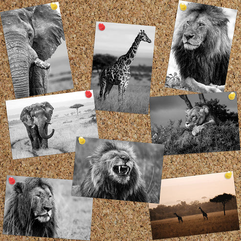 Will Travers Born Free Photography Postcard Pack of 8