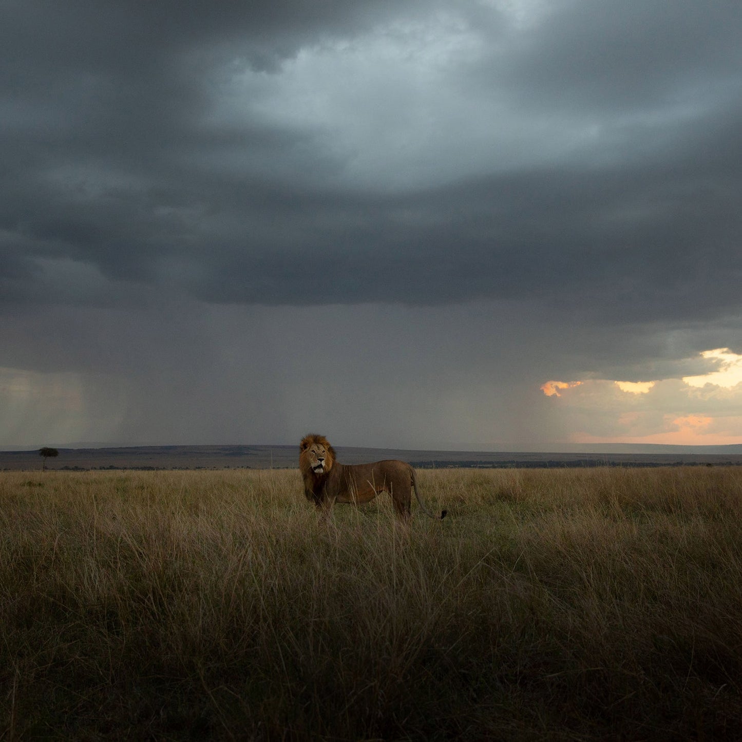 Lion: Pride Before the Fall