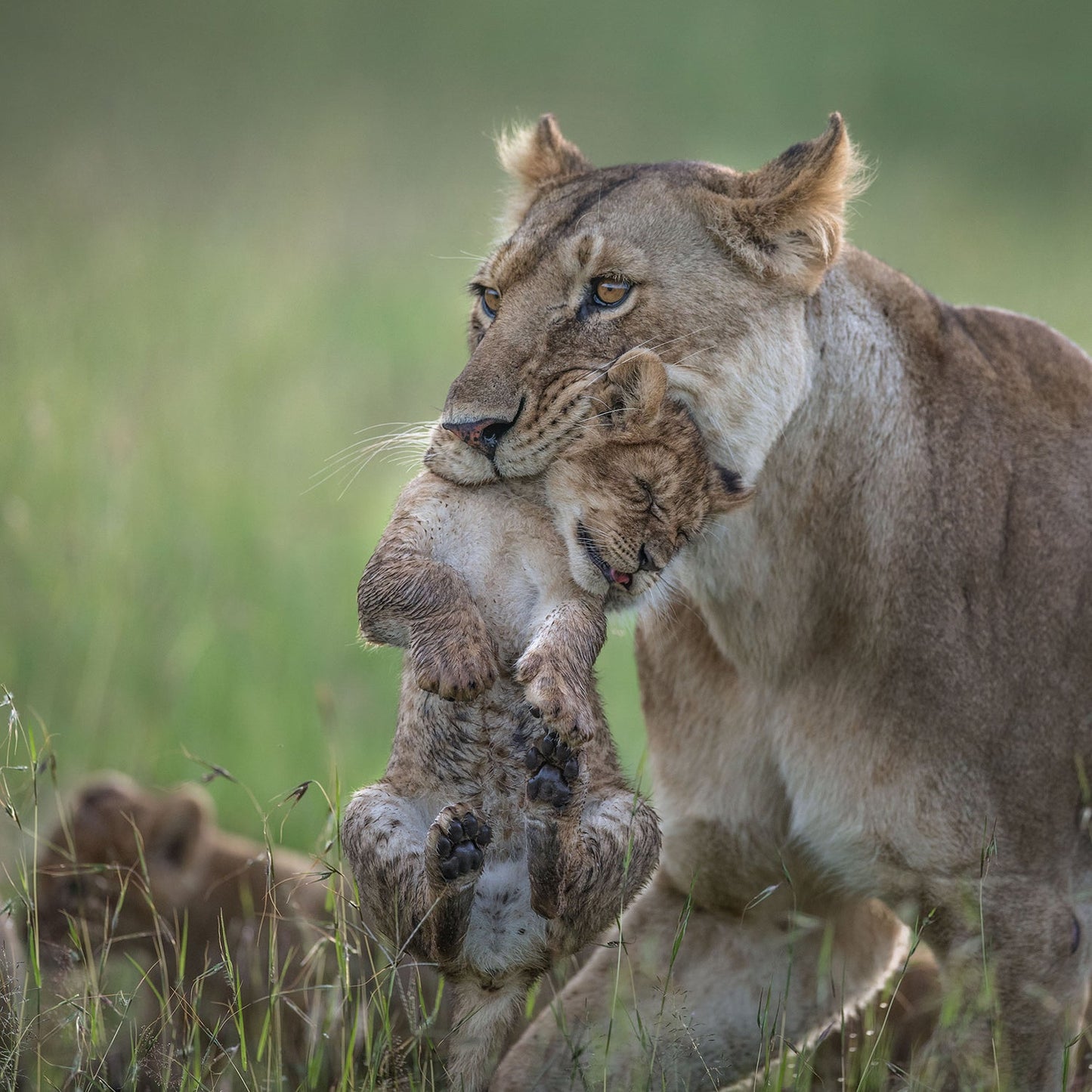 Lion: Pride Before the Fall